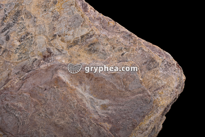 Schiste métamorphique (Brétignolles) - détail - gryphea.com